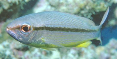 Lutjanus lutjanus, Bigeye snapper : fisheries .